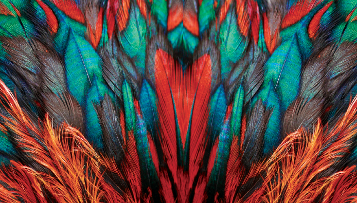 2017 ~ Yin Fire Rooster